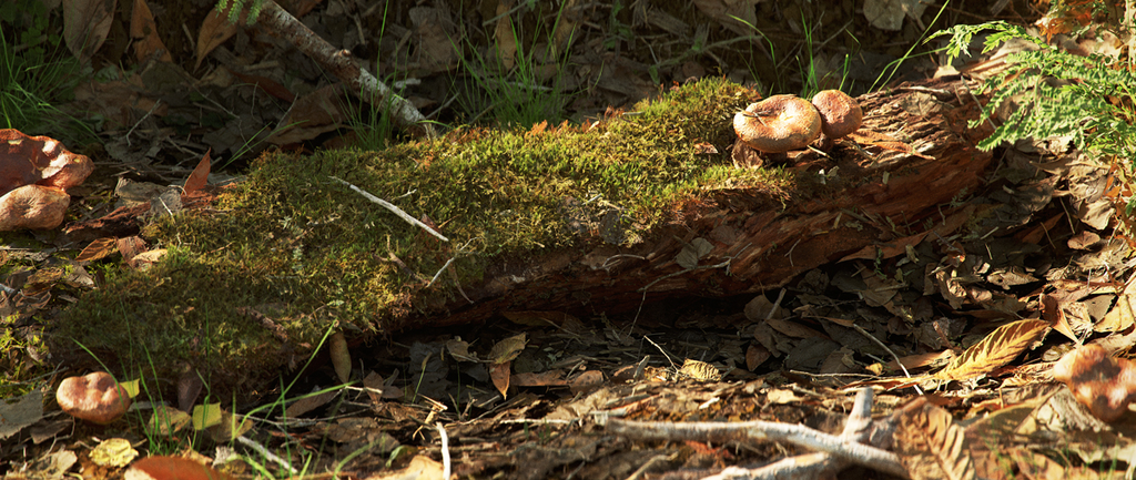 Quixel 1